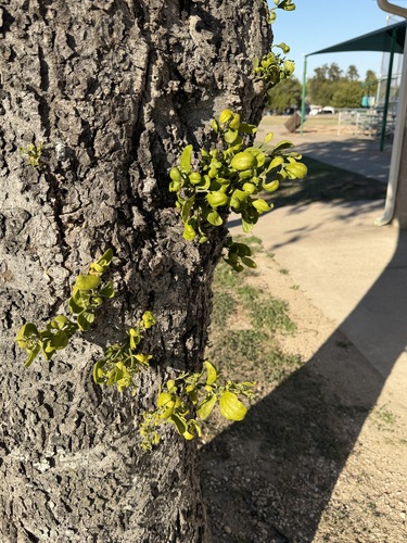 American Mistletoe