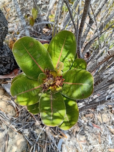 Xanthostemon ferrugineus observed 2026-10-24