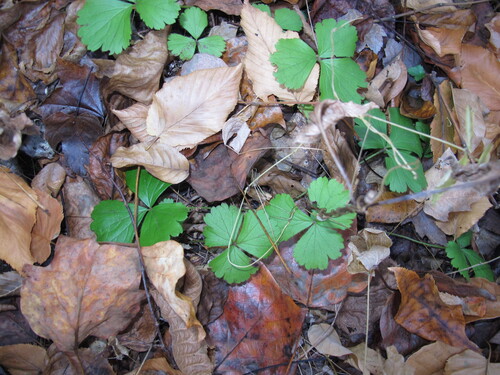 Geum fragarioides observed 2026-10-25