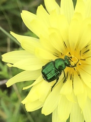 Trichiotinus lunulatus