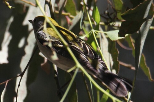 Setophaga pensylvanica observed 2026-10-25