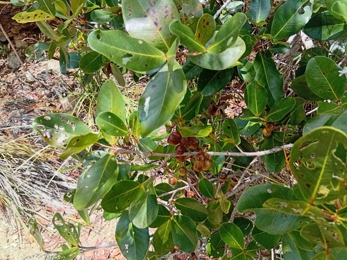 Austrobuxus carunculatus observed 2026-10-24
