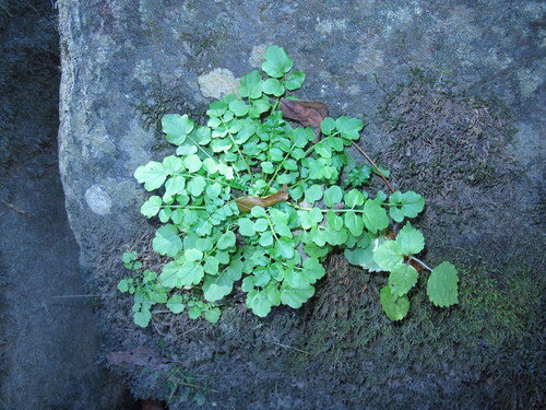 Cardamine observed 2026-10-25