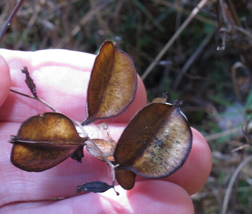 Dioscorea observed 2026-10-25