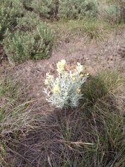Castilleja hololeuca