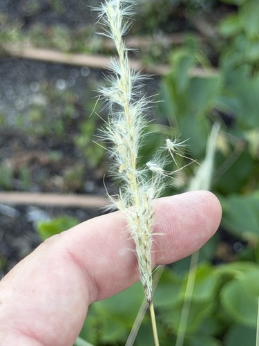 Silver Bluestem