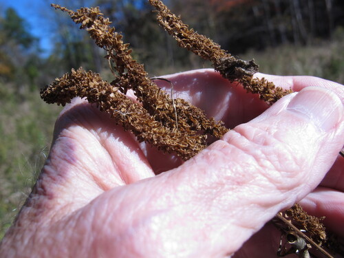 Veronicastrum virginicum observed 2026-10-25
