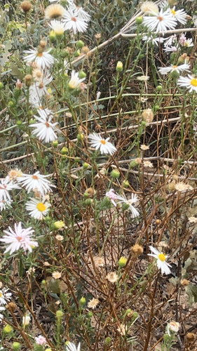 Plains fleabane