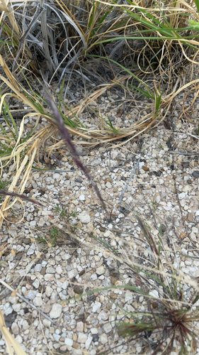 Red Grama
