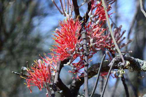 Amyema linophylla (Amyema linophylla)