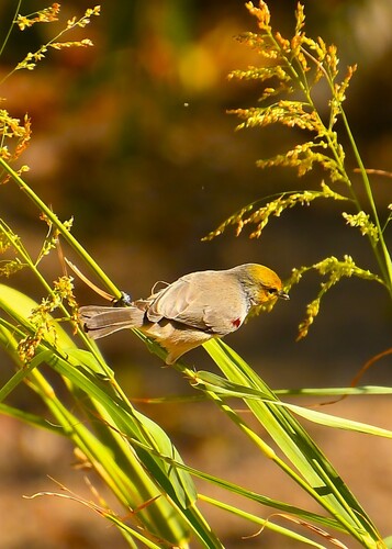 Verdin