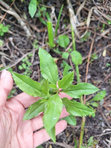 Baccharis douglasii, 2026-10-25