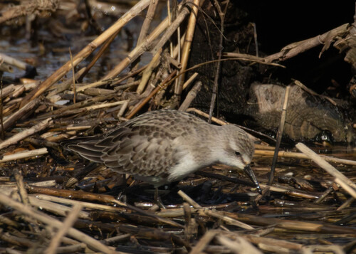 Calidris pusilla, 2026-10-21