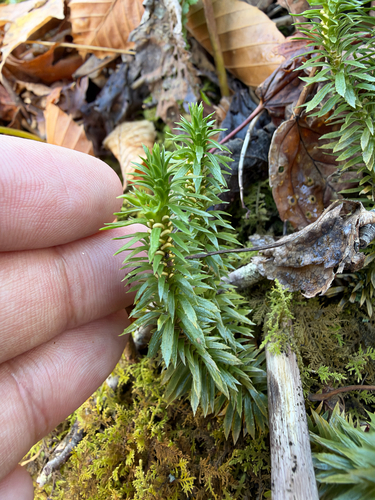 Huperzia lucidula observed 2026-10-25