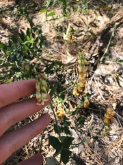 Lathyrus sulphureus