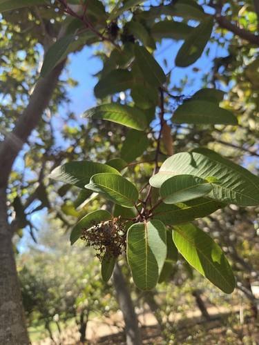 Malosma laurina observed 2026-10-25