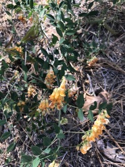 Lathyrus sulphureus