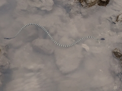 Hydrophis cyanocinctus