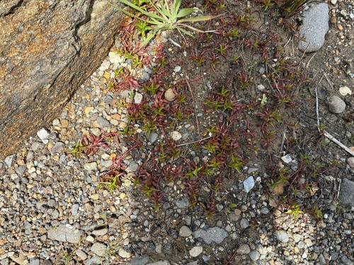 Ludwigia palustris observed 2026-10-24