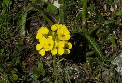 Erysimum jugicola