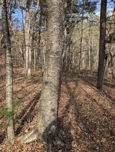 Betula alleghaniensis, 2026-10-25