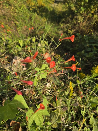 Ipomoea hederifolia observed 2026-10-25