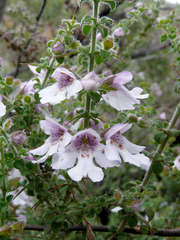 Prostanthera arapilensis