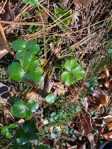 Coptis trifolia, 2026-10-25