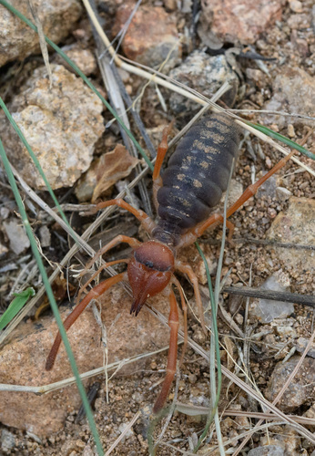 Eremobates