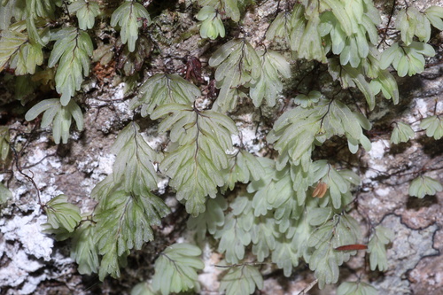 Hymenophyllum rarum observed 2026-10-24