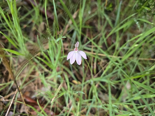 Caladenia carnea observed 2026-10-25