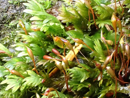 Fissidens dubius observed 2026-10-24