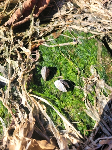Dreissena polymorpha, 2026-10-25