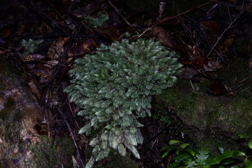 Leucobryum candidum observed 2026-10-24