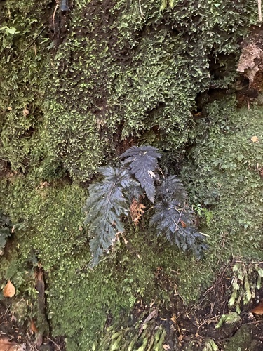 Abrodictyum elongatum observed 2026-10-24