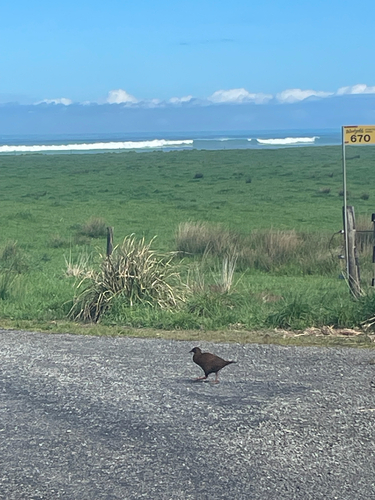 Gallirallus australis observed 2026-10-25