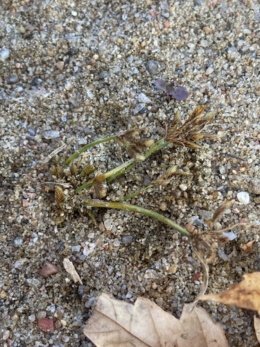 Cyperus bipartitus observed 2026-10-25