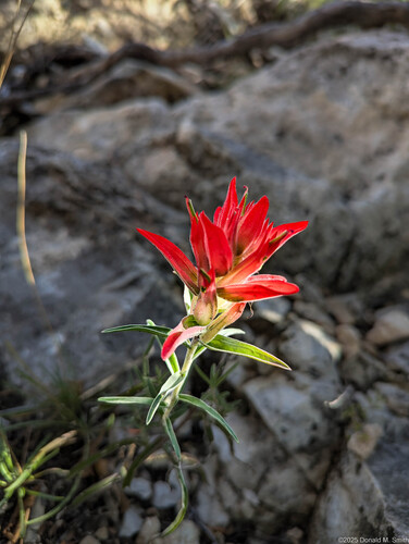 Wholeleaf Paintbrush