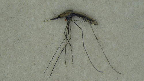 Spear Mosquito