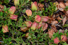 Dodonaea procumbens