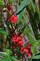 Grevillea dimorpha