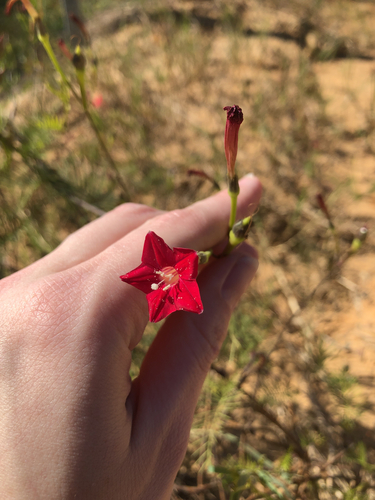 Ipomoea quamoclit observed 2026-10-25