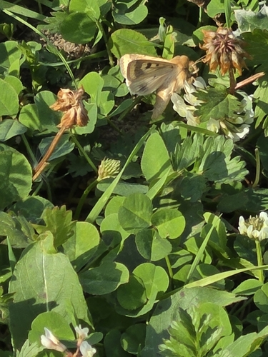 Helicoverpa zea observed 2026-10-25