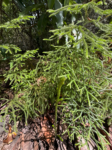 Pseudolycopodium densum observed 2026-10-25