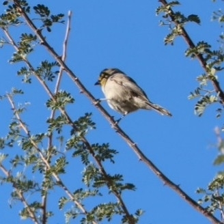 Verdin