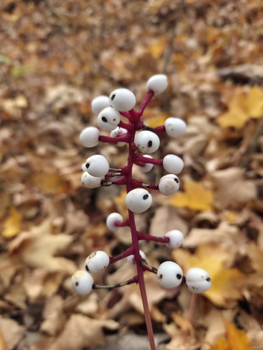 Actaea observed 2026-10-25