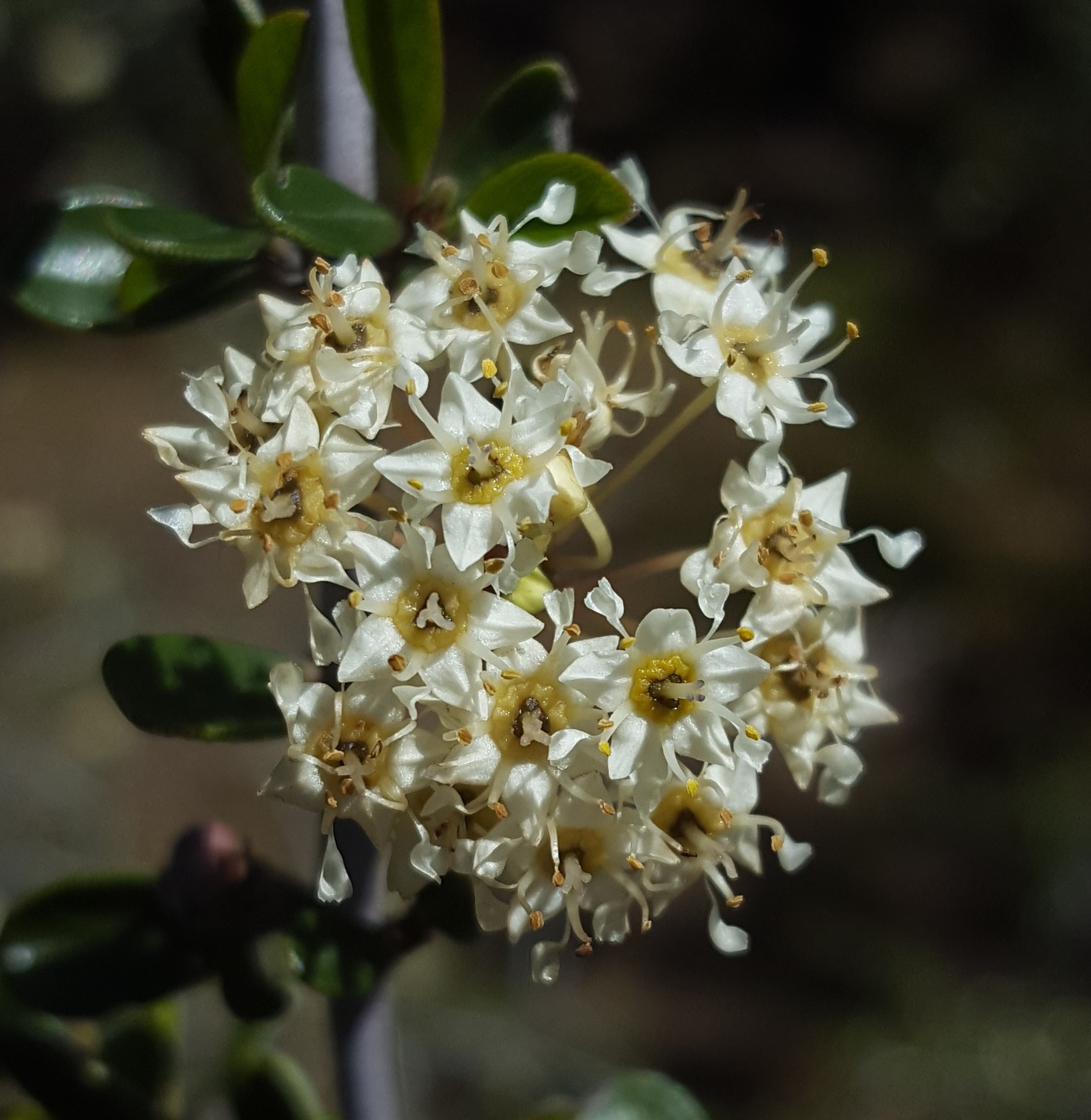 Ceanothus cuneatus var. cuneatus