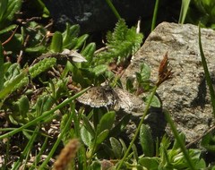 Metaxmeste schrankiana