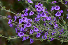 Prostanthera hirtula
