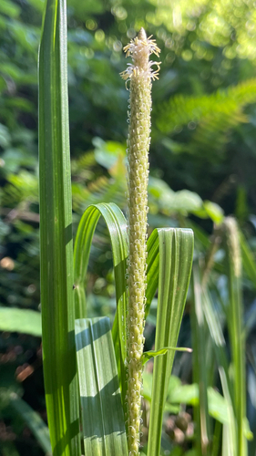 Carex phleoides observed 2026-10-25